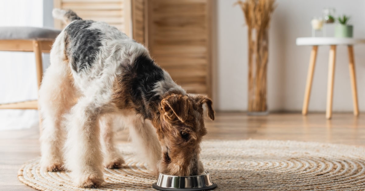 Dog eating food from bowl