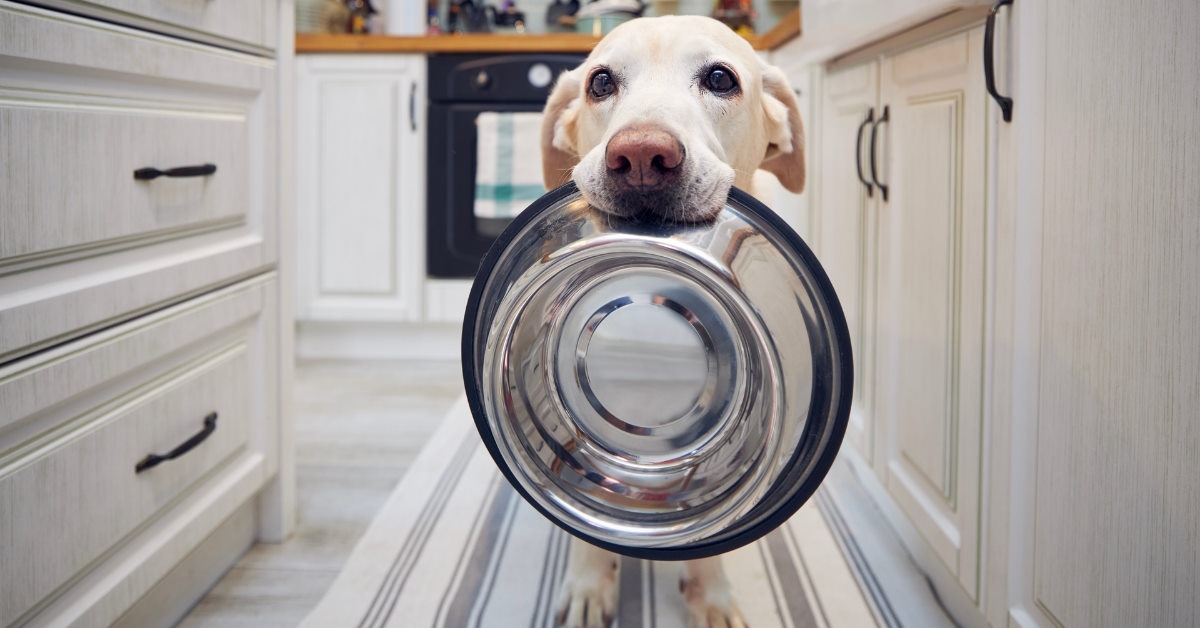 Dog waiting for food