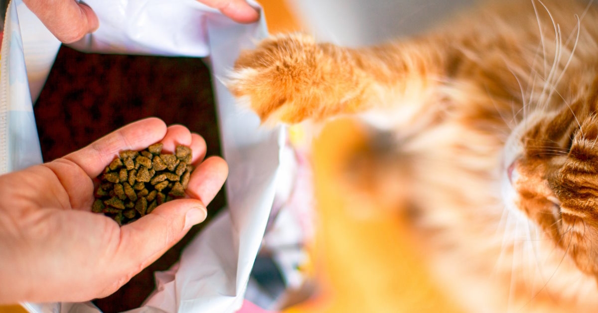 Cat with cat food