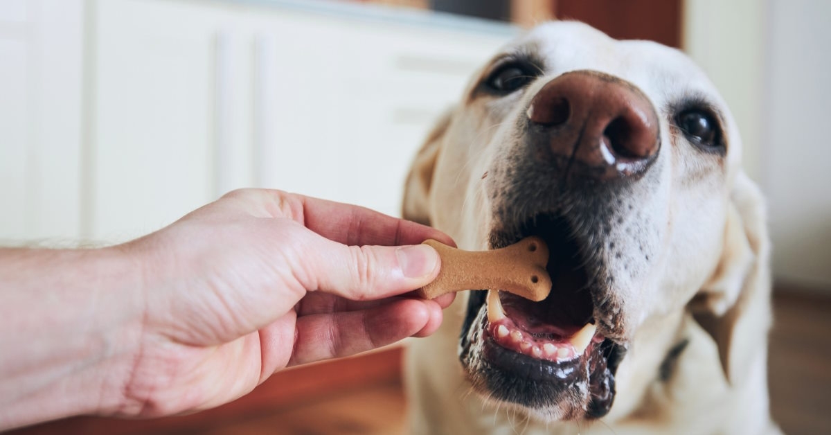 Giving dog a treat