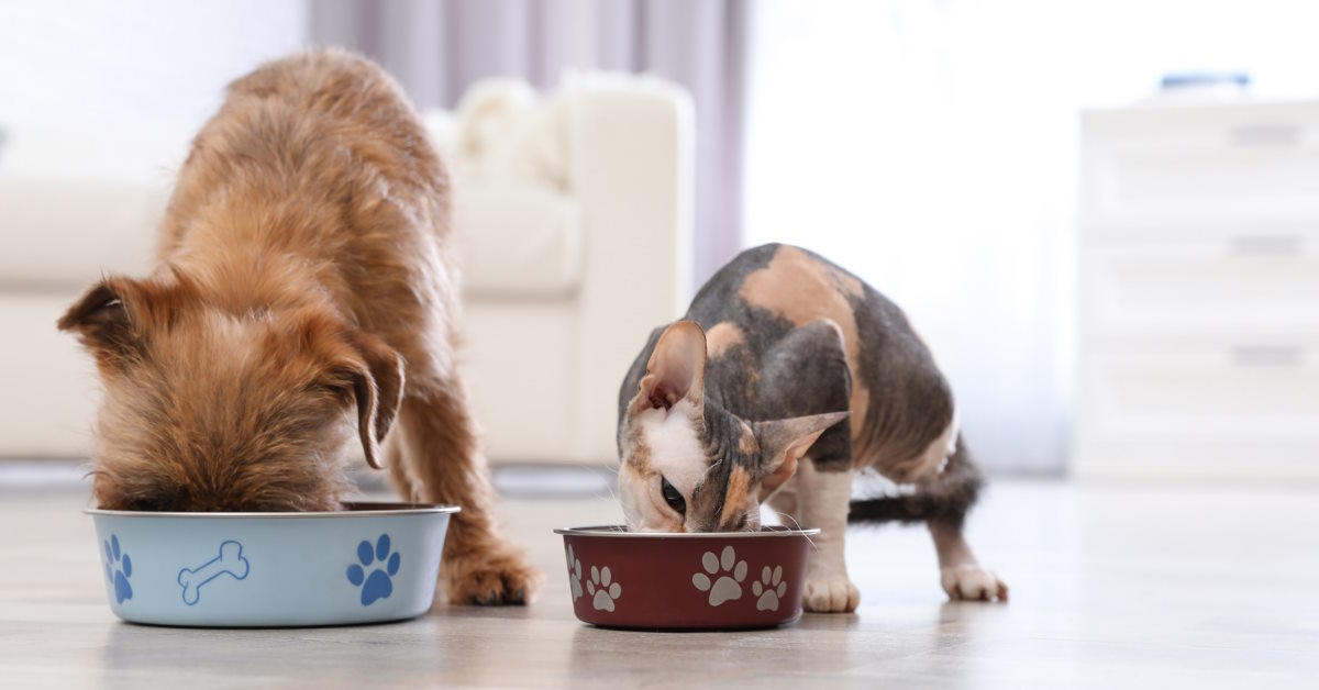 Puppy and cat eating food