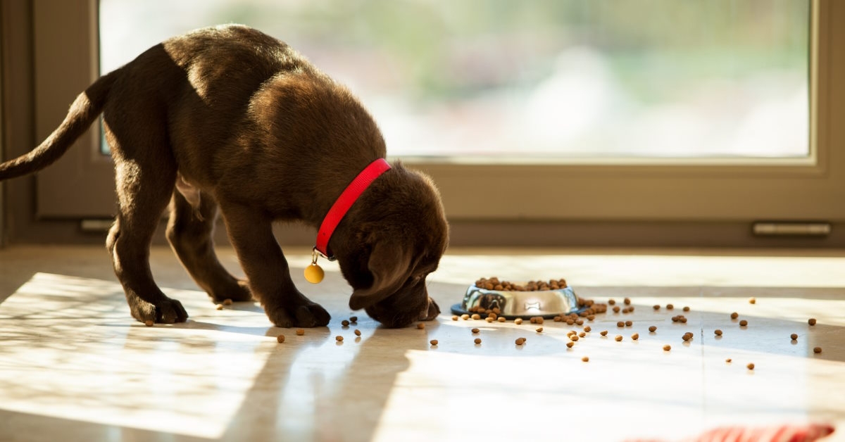 Cute puppy eating dry food