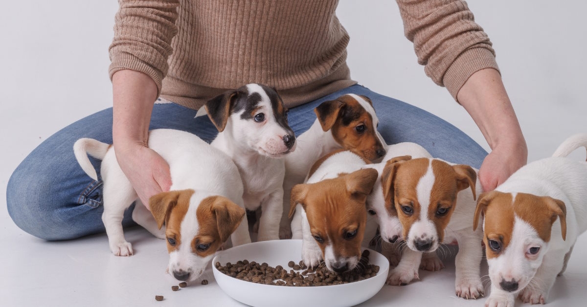 Woman feeding dogs