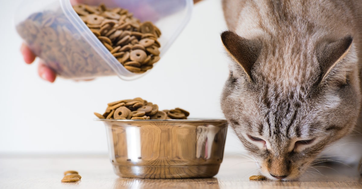 Woman feeding food to hungry cat