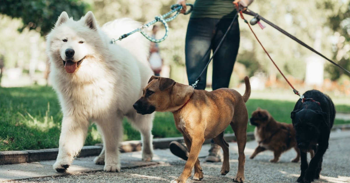 dog walker enjoying with dogs