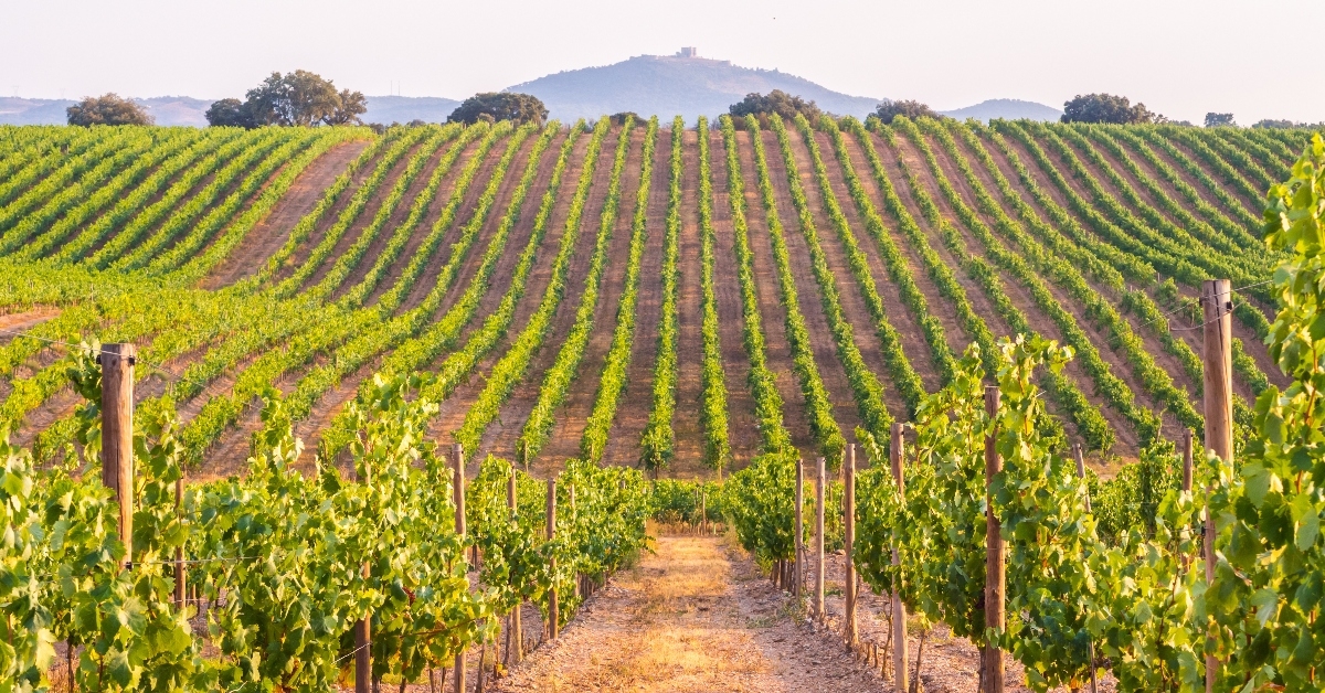 A vineyard