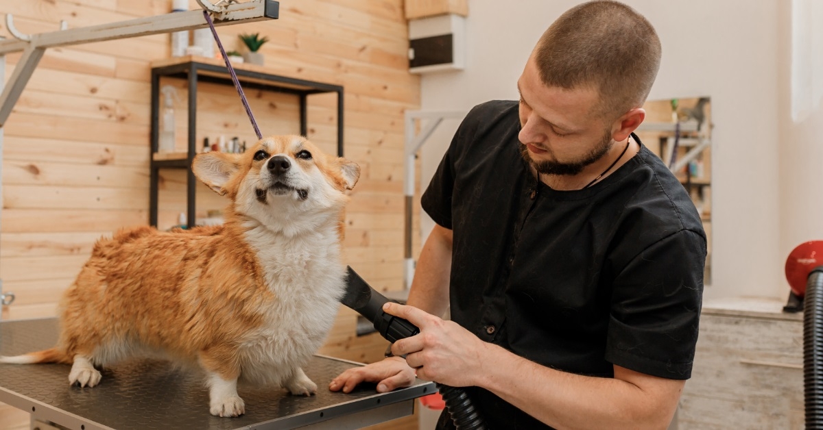 male pet groomer shaving welsh corgi 