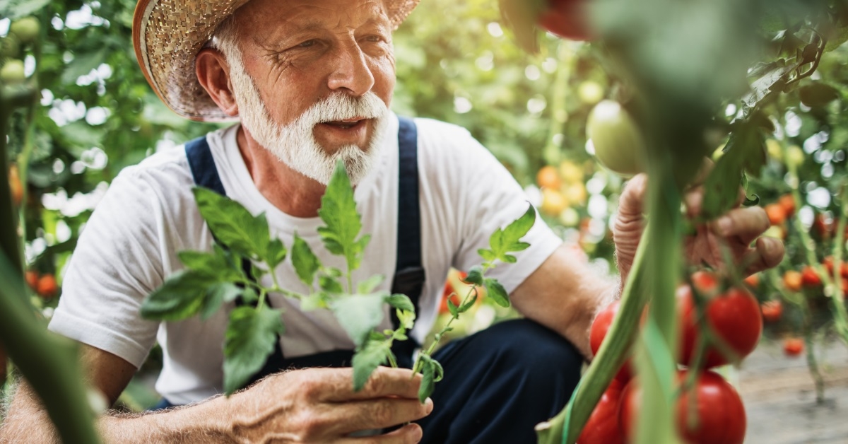 senior farmer plucking tomatoes from garden