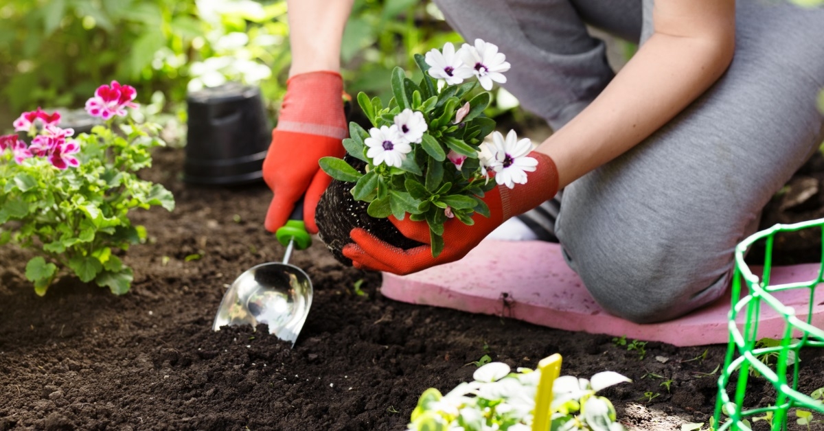 female gardener planting flowers in garden