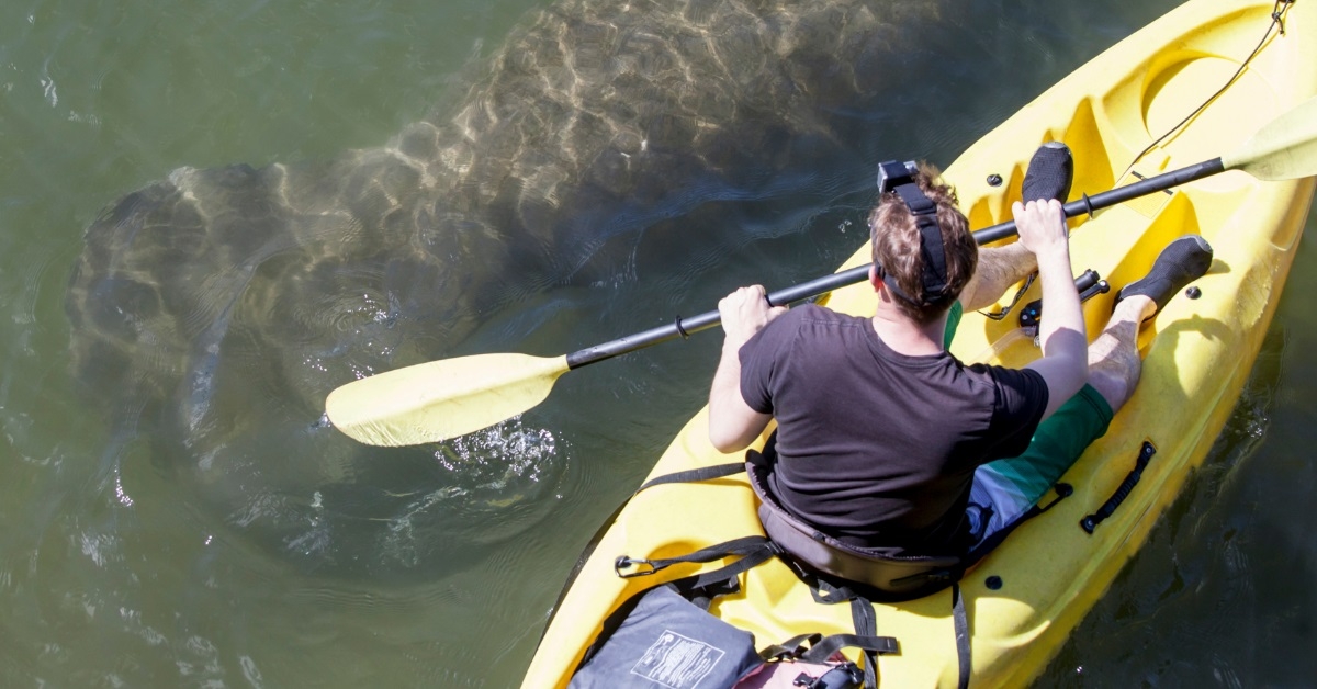 kayaker spotting manatee in crystal river