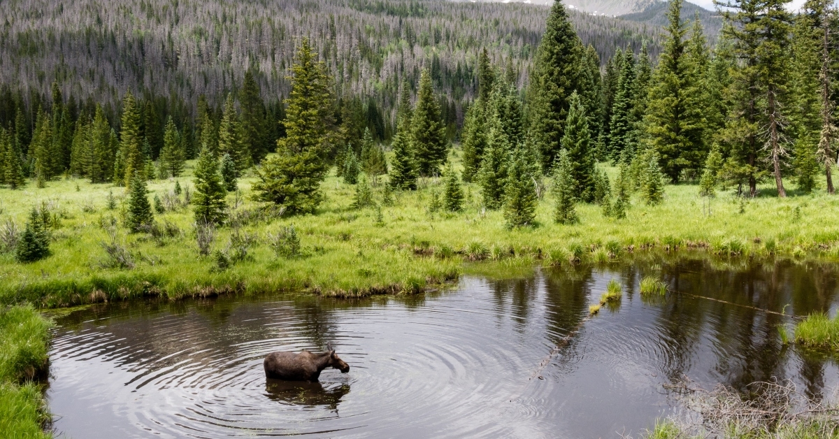 moose in rocky mountain national park