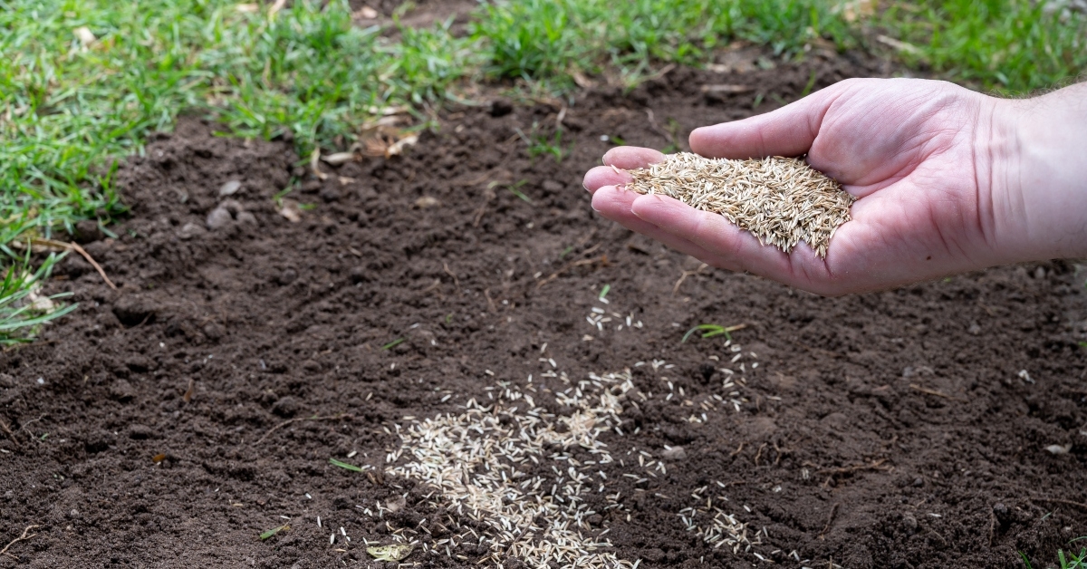 hand full of grass seeds