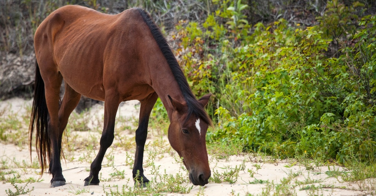 wild horse on sandy beach