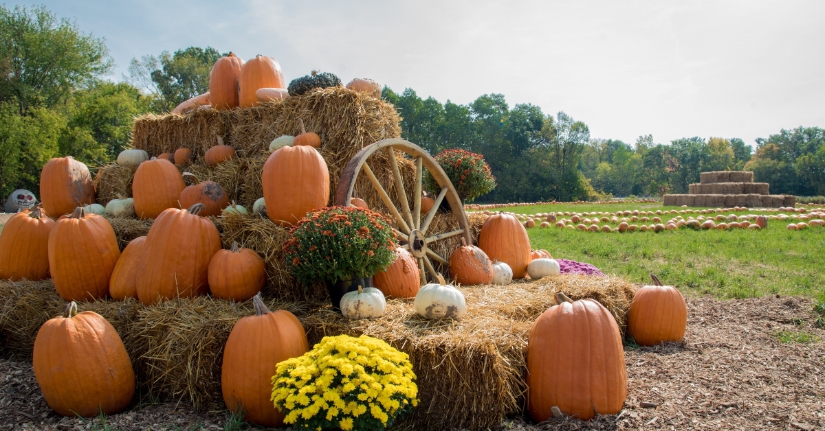 harvest display with pumpkins