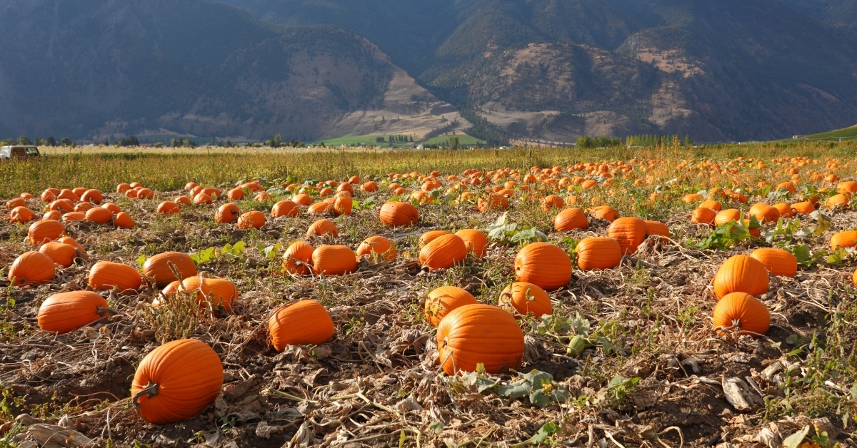 keremeos pumpkin patch