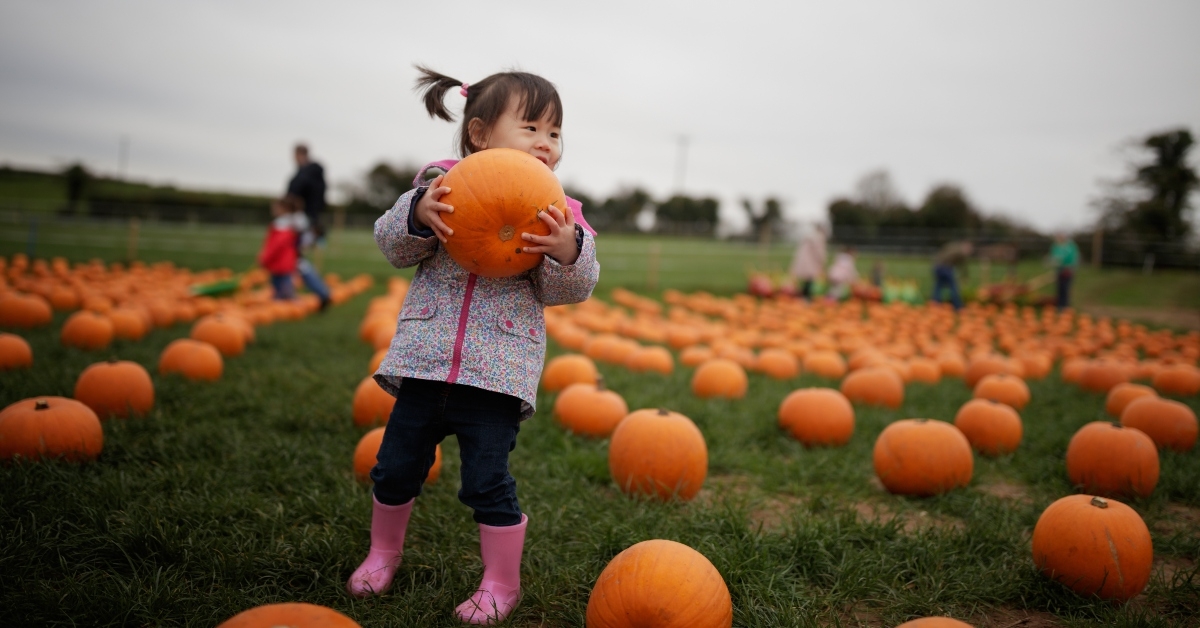 picking pumpkin in farm