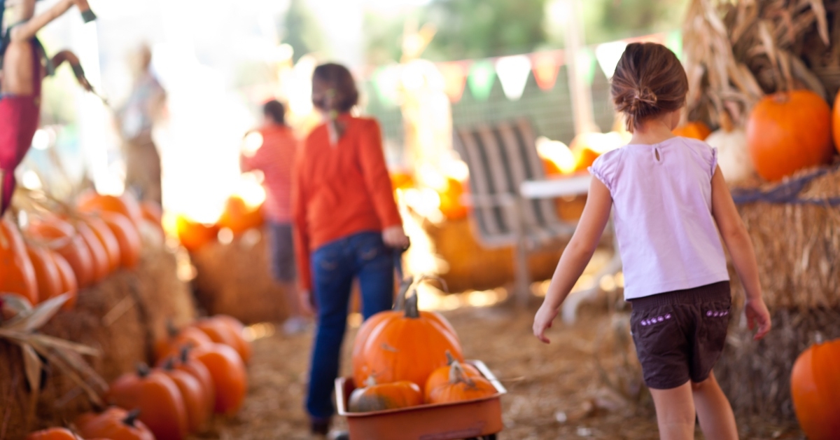 pulling their pumpkins