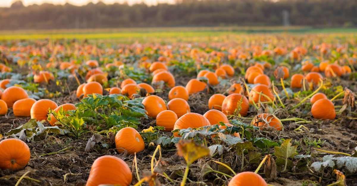 pumpkin patch
