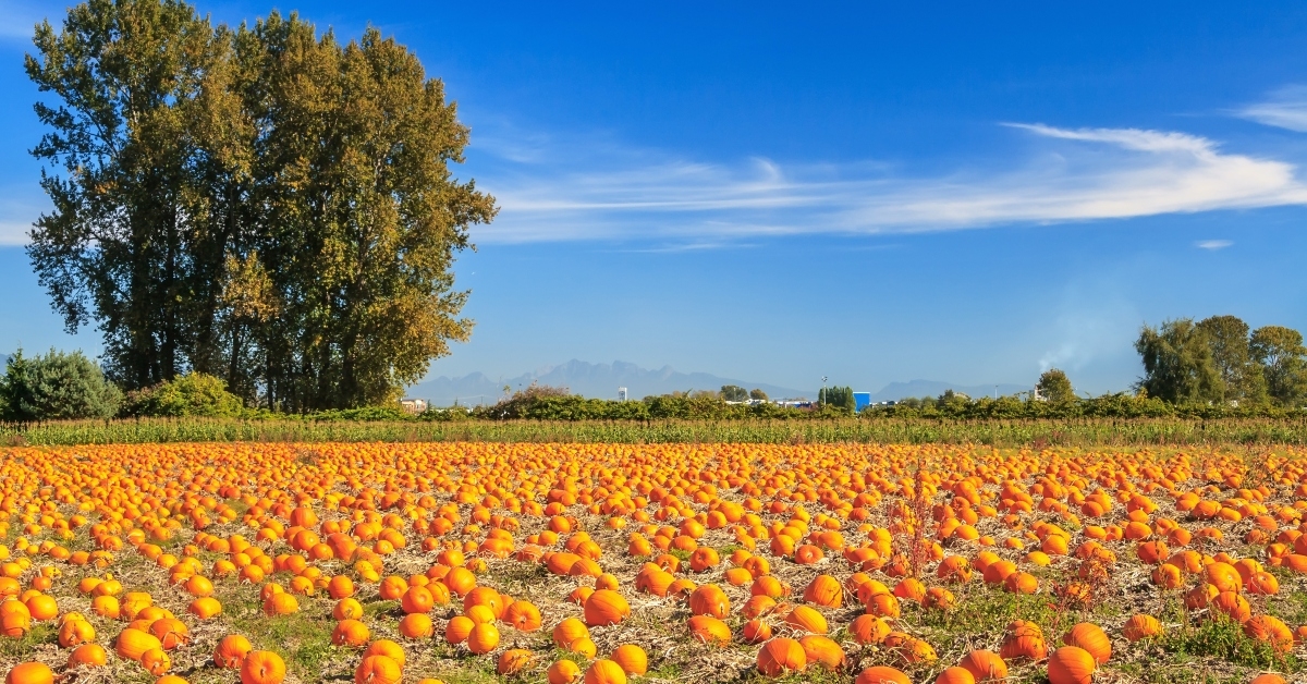 pumpkin patch area