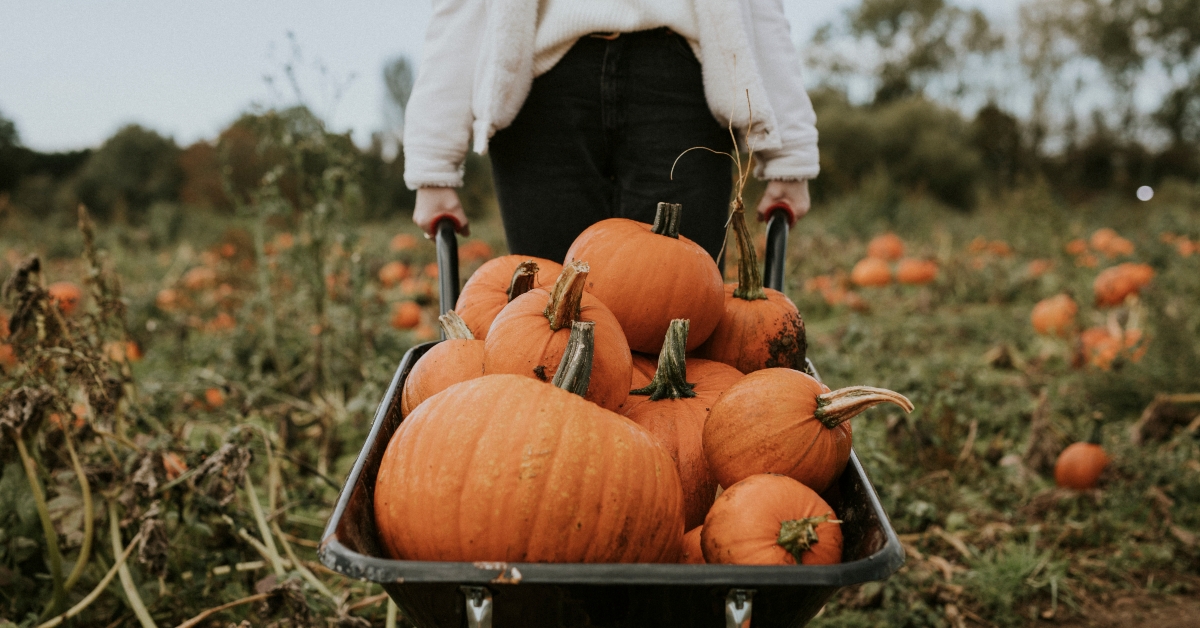 pumpkin patch before halloween