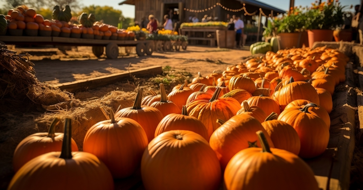 pumpkin patch farm autumn