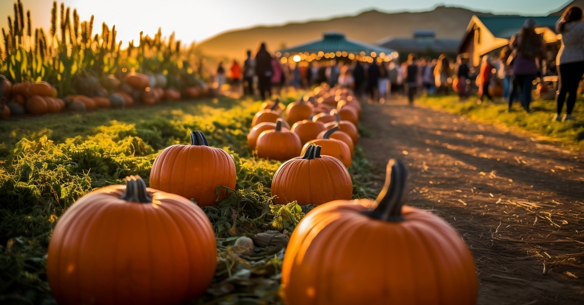 pumpkin patch farm fall autumn