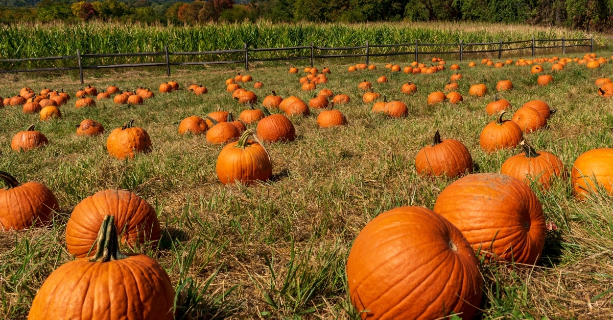 pumpkin patch in autumn