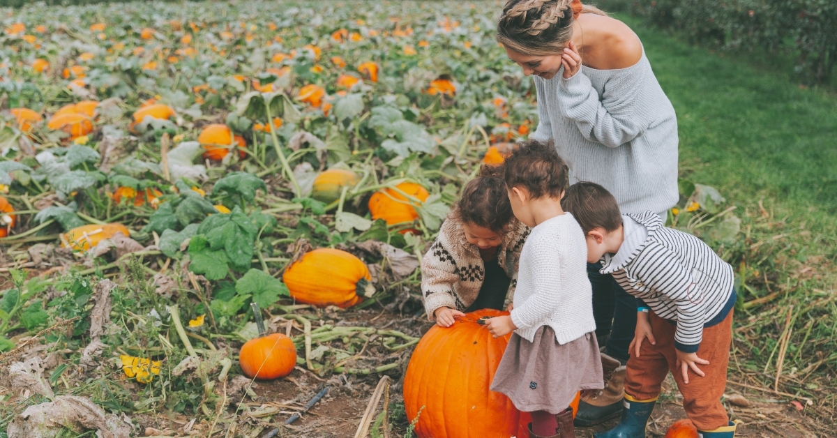 pumpkin patch in fall
