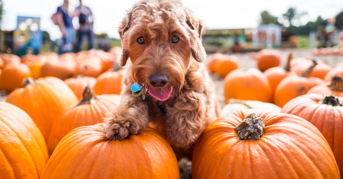 puppy halloween theme