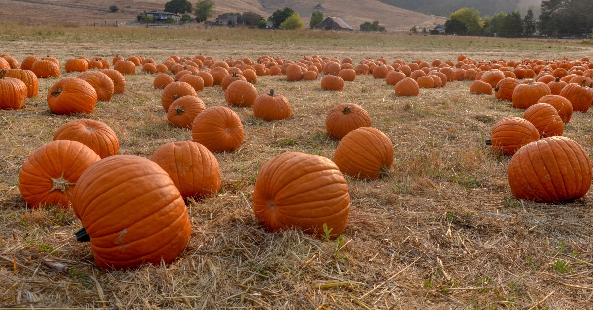 traditional autumn festival