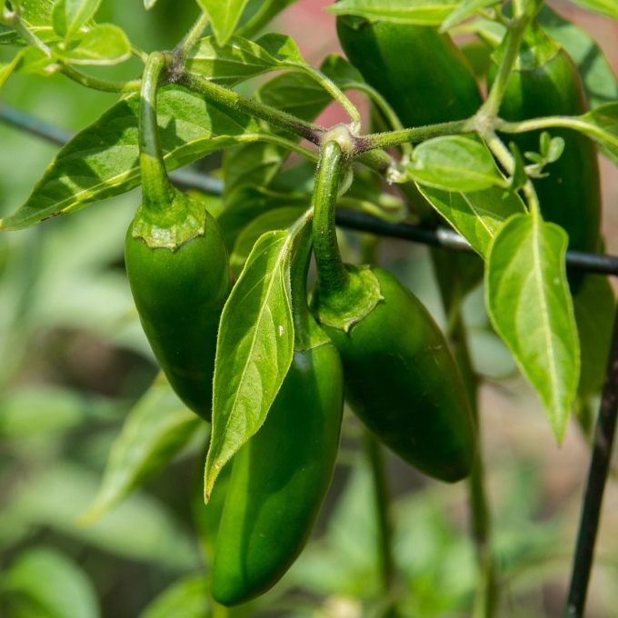 jalapeno pepper plant