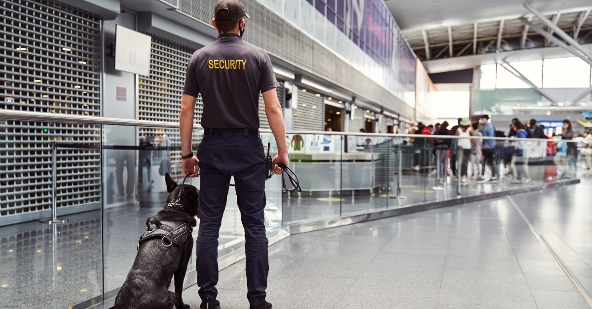 airport security standing with detection dog