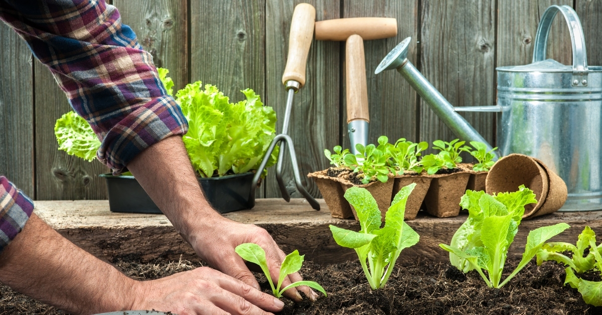 farmer planting young seedlings
