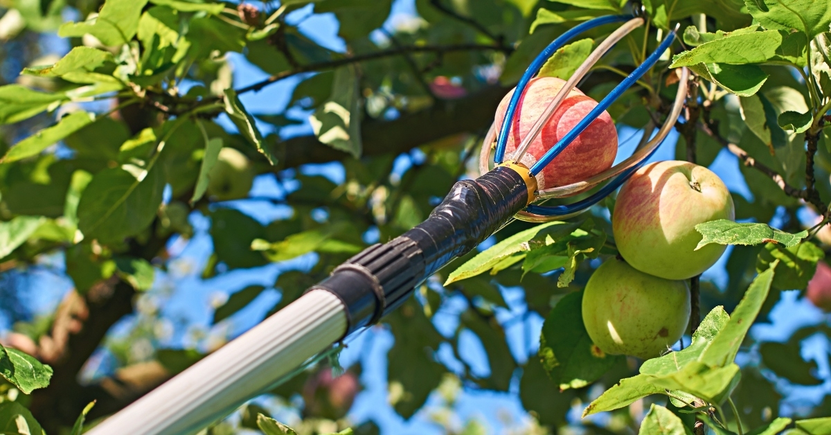 fruit picking tool