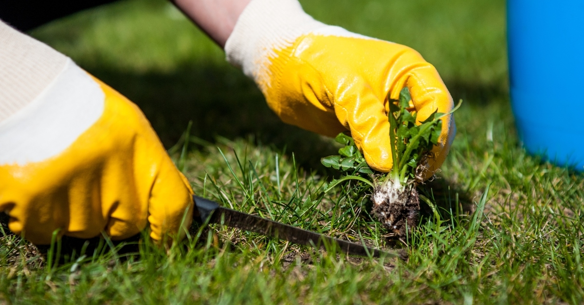 removes weeds from the lawn