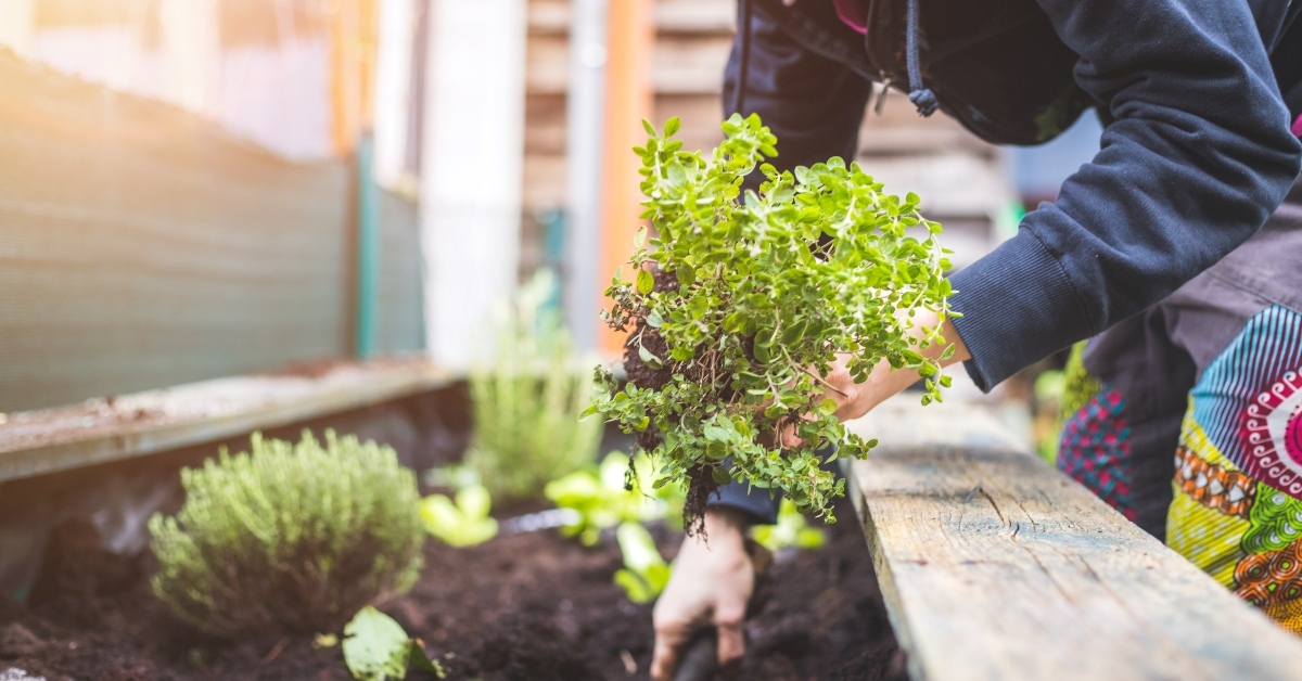 woman is planting fresh vegetables