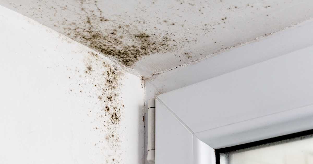 mold growing in the corner of the roof.