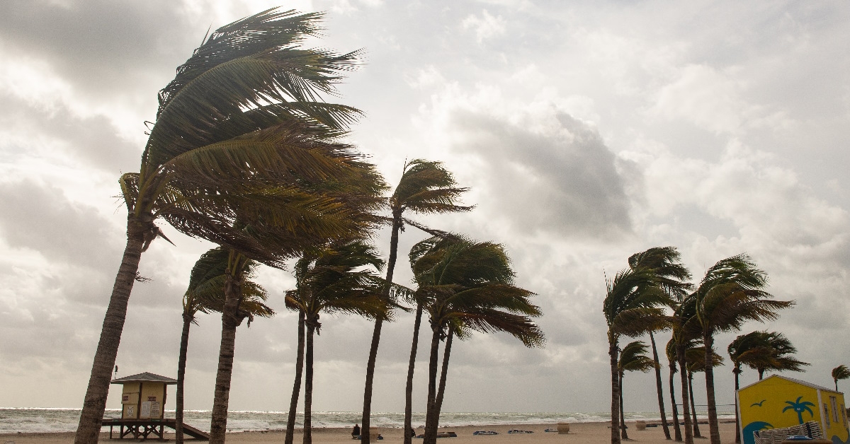 palm trees during tropical storm.