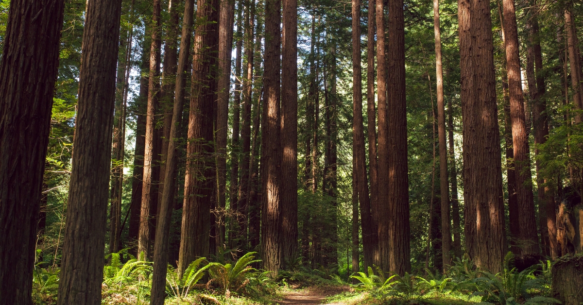 fog and light rays in the redwood forests