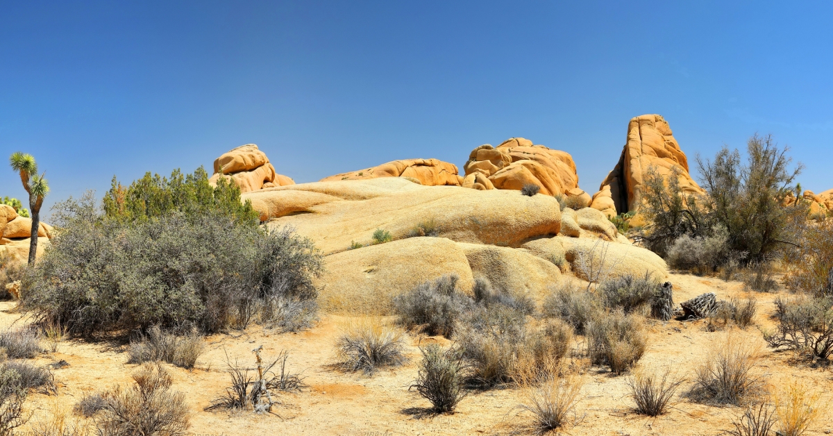 joshua tree