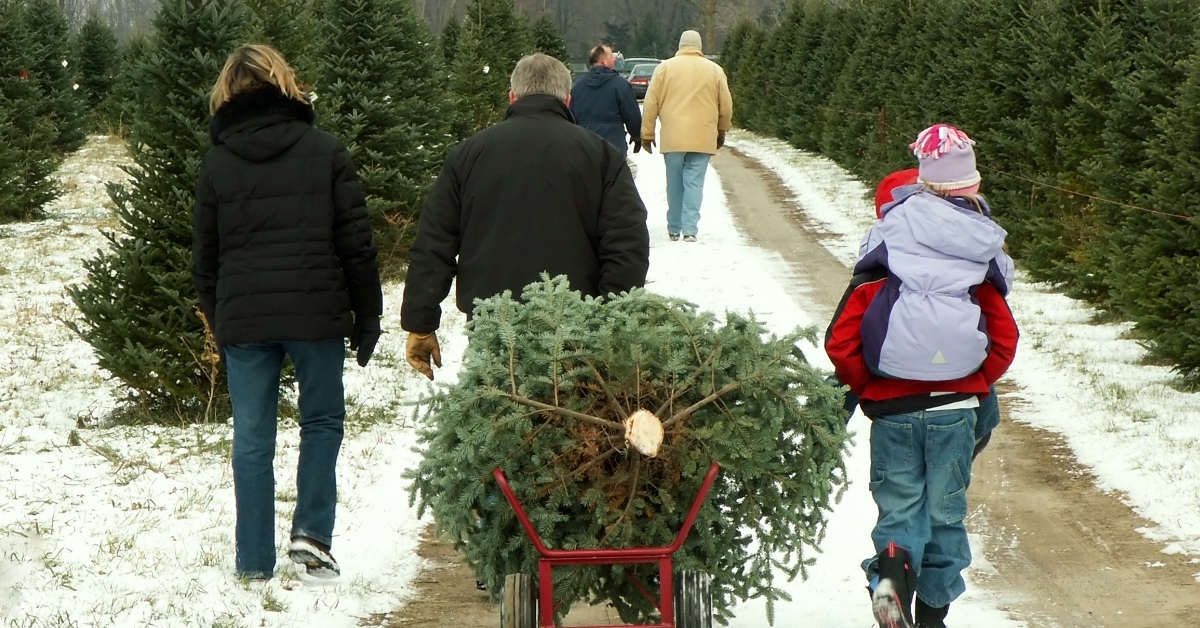 family cutting christmas tree