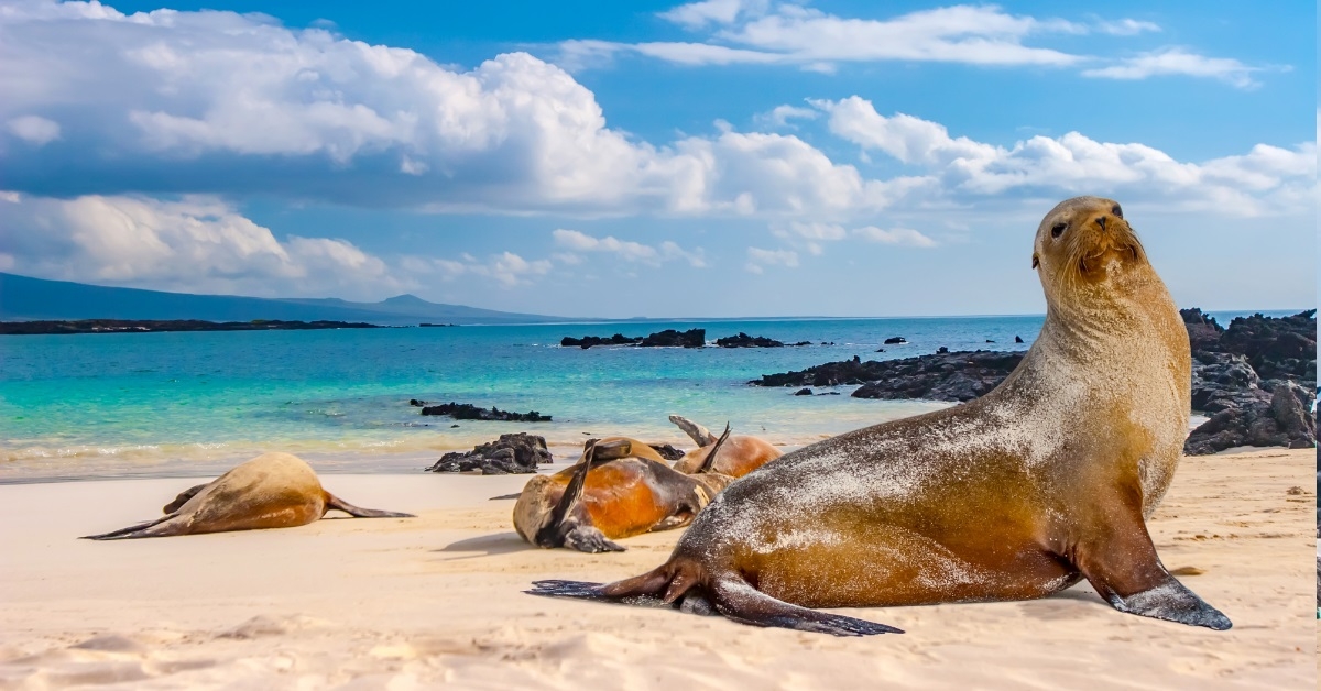 seals on galapagos island shores
