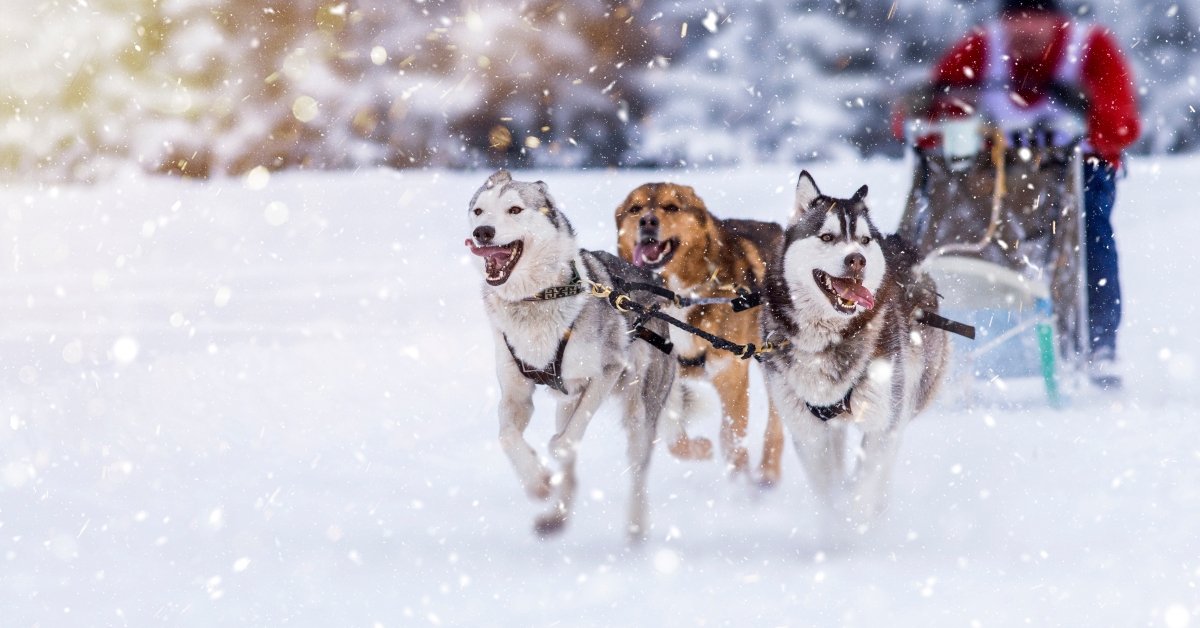 alaskan malamute and husky dogs