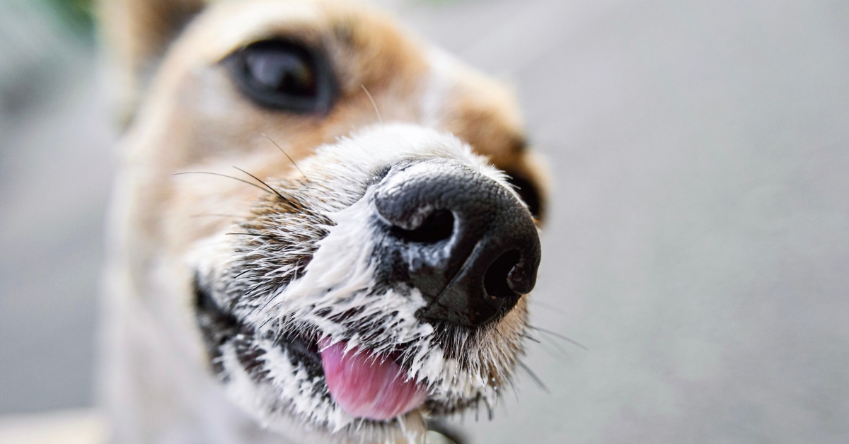 cute charming photo with pets