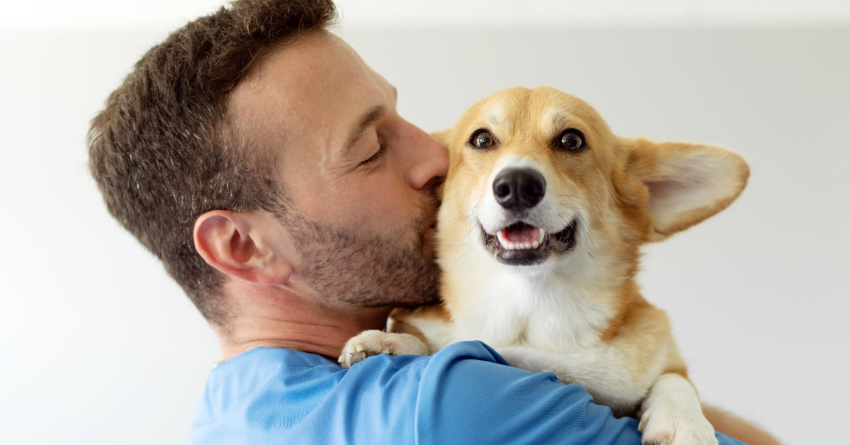 cute pembroke welsh corgi dog
