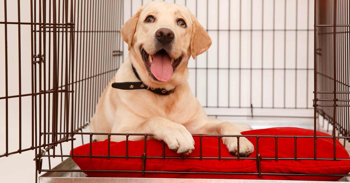 dog in cage