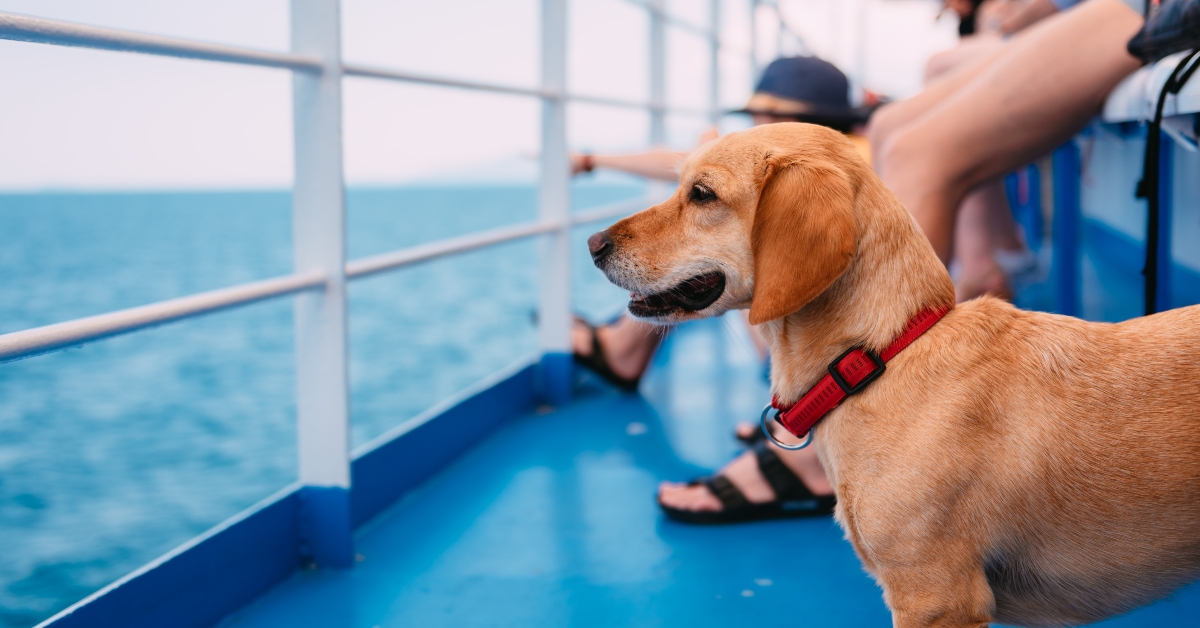 dog traveling on the ferry