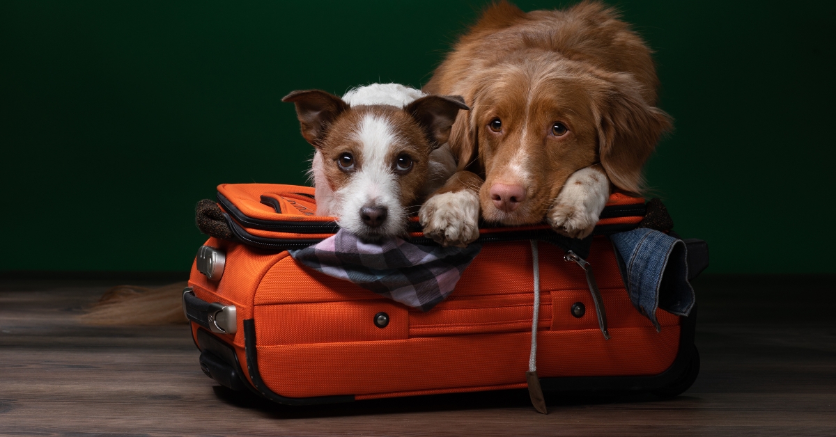 get ready for a trip