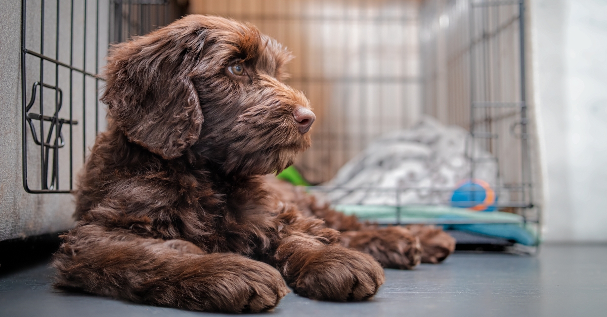puppy lying while looking sideways