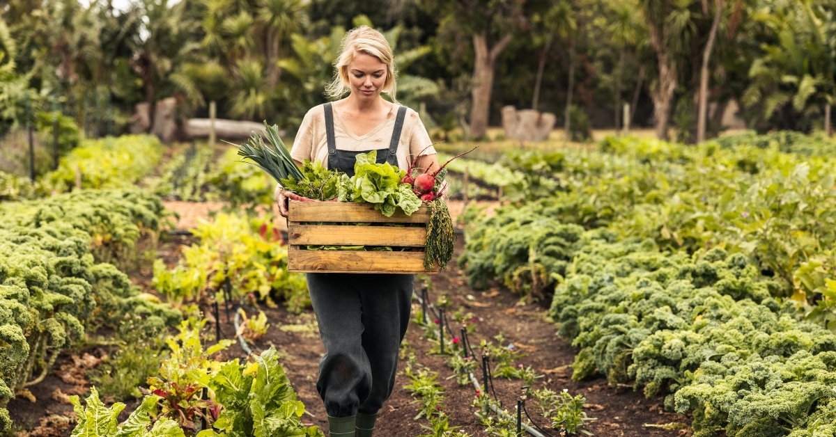 organic farmer harvesting
